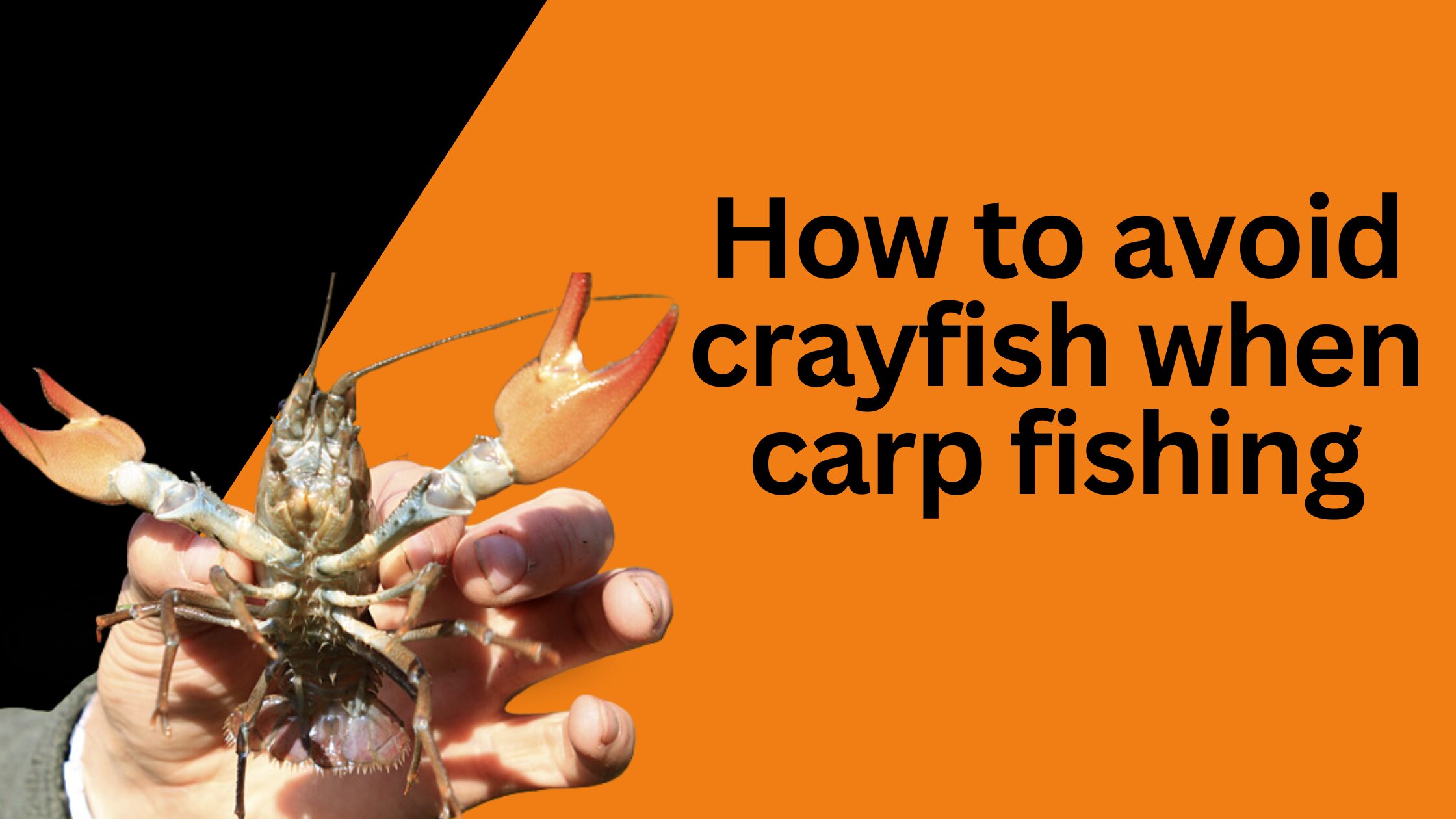 How to avoid crayfish when carp fishing